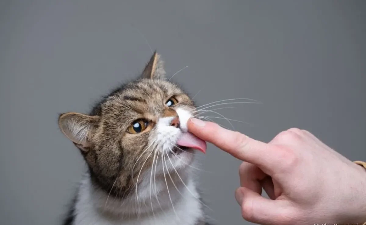 Por que o gato lambe o dono? Os motivos podem ser variados. Descubra quais são eles!
