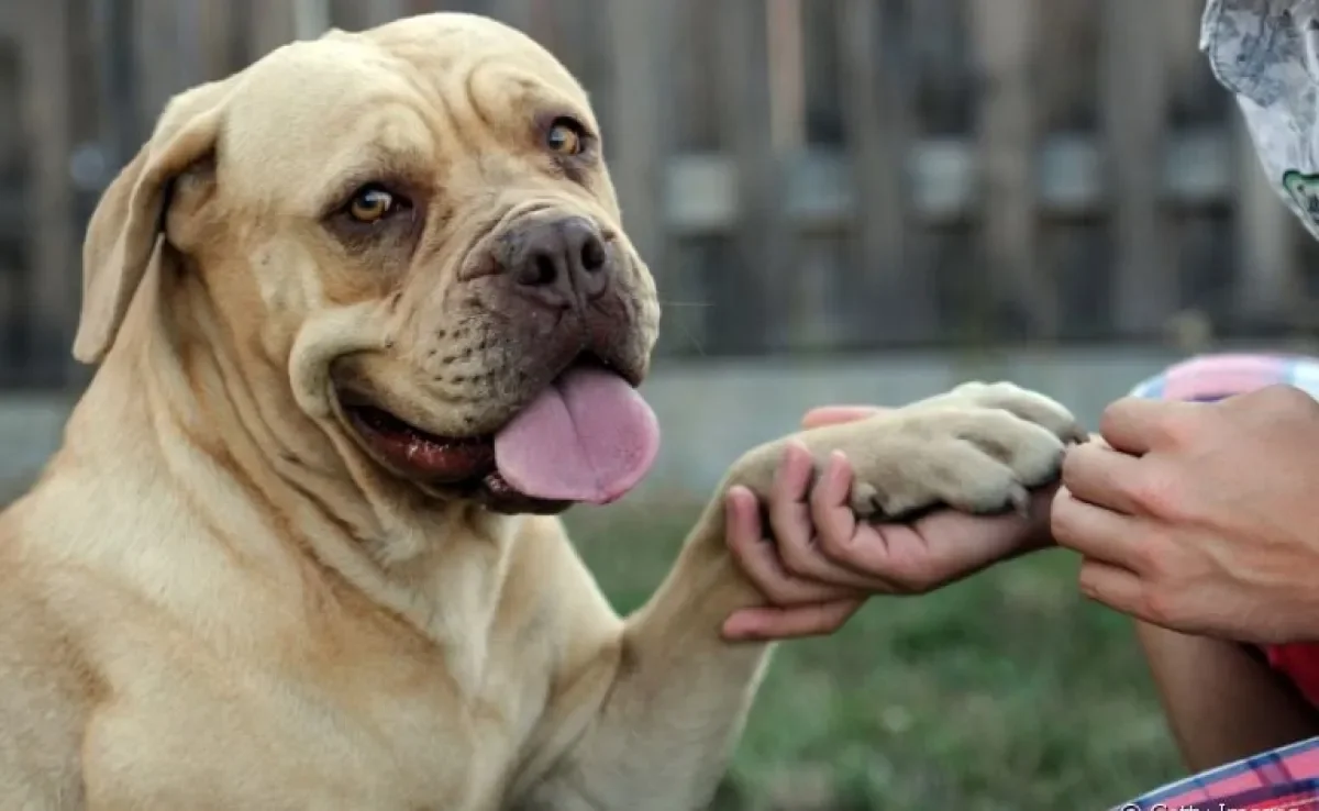 O hidratante para patas de cachorro é uma ótima alternativa para evitar o ressecamento das almofadinhas do cão