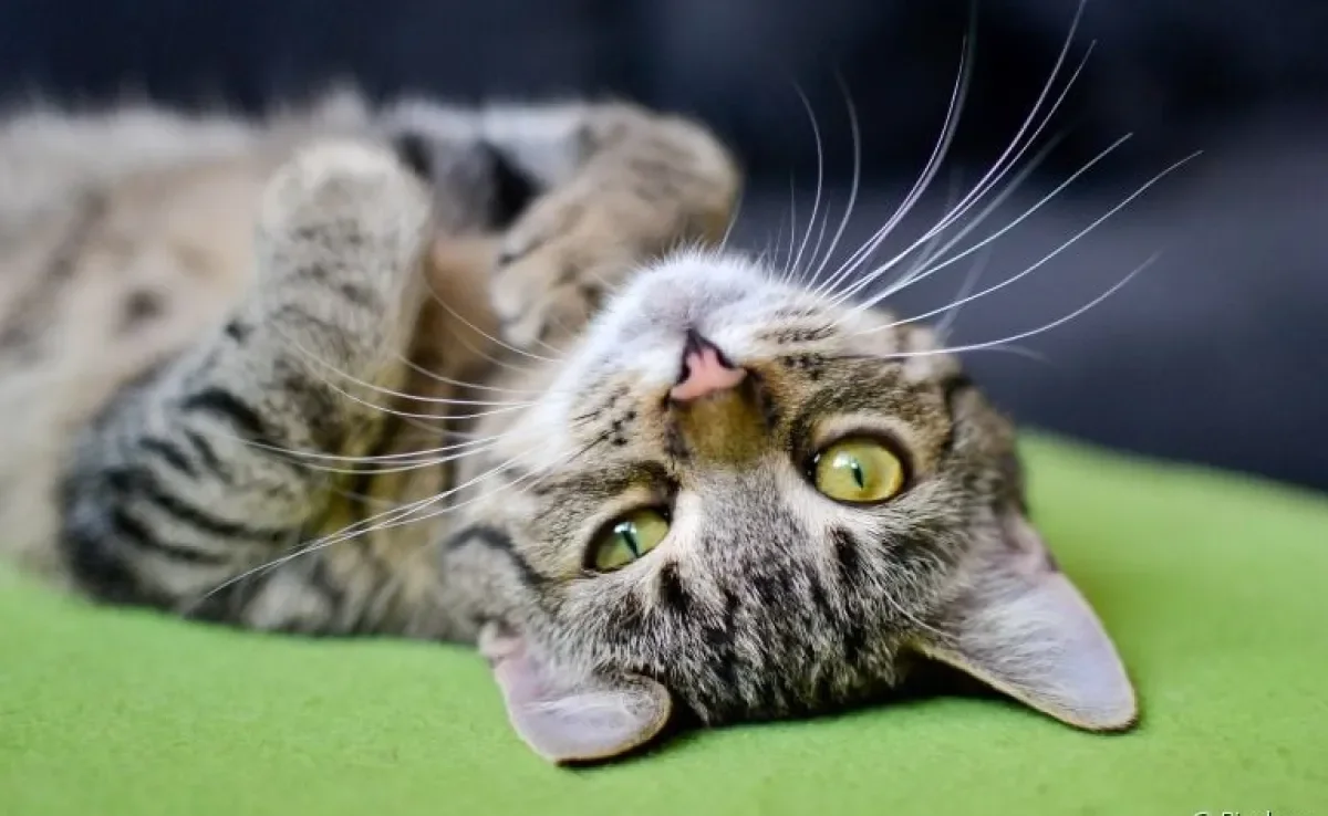 O hiperadrenocorticismo em gatos pode deixar os felinos mais sedentários e cansados 