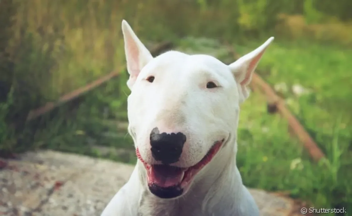 Bull Terrier: saiba mais sobre a personalidade desse cão forte e carinhoso! 