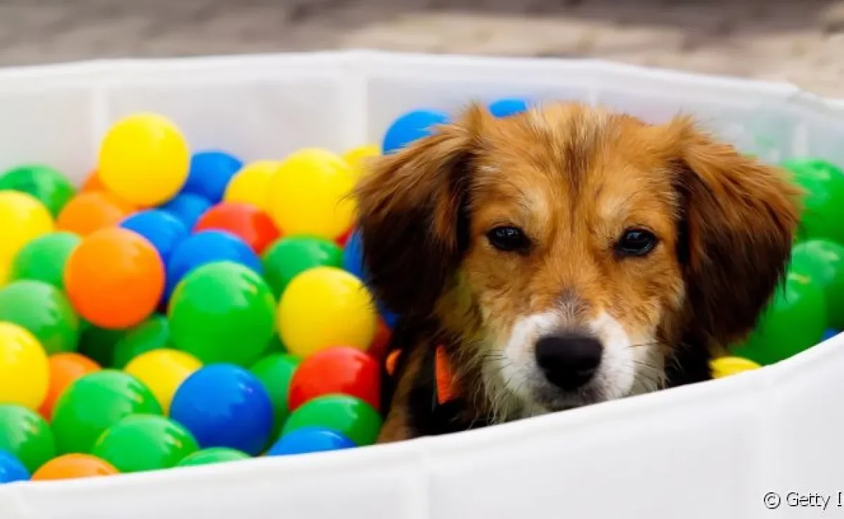 Já pensou em dar uma piscina de bolinhas para o seu cachorro se divertir?