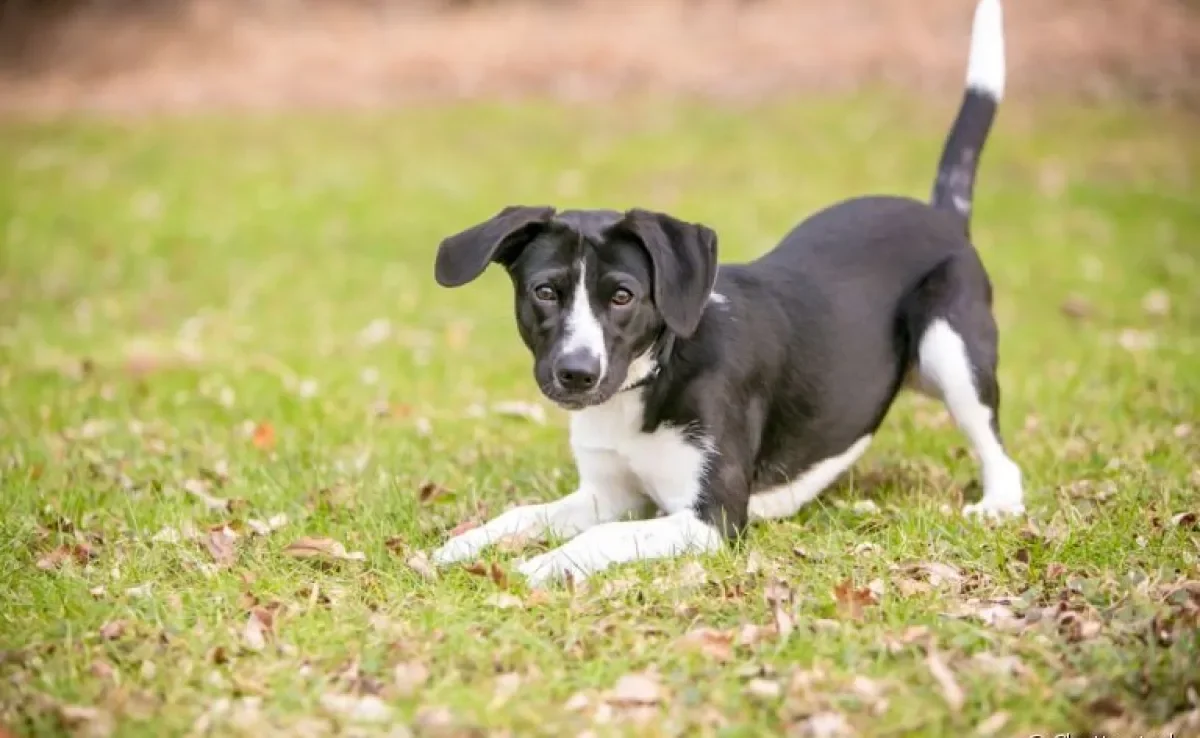 Saiba tudo sobre o rabo de cachorro e aprenda a se comunicar melhor com o seu amigo de quatro patas