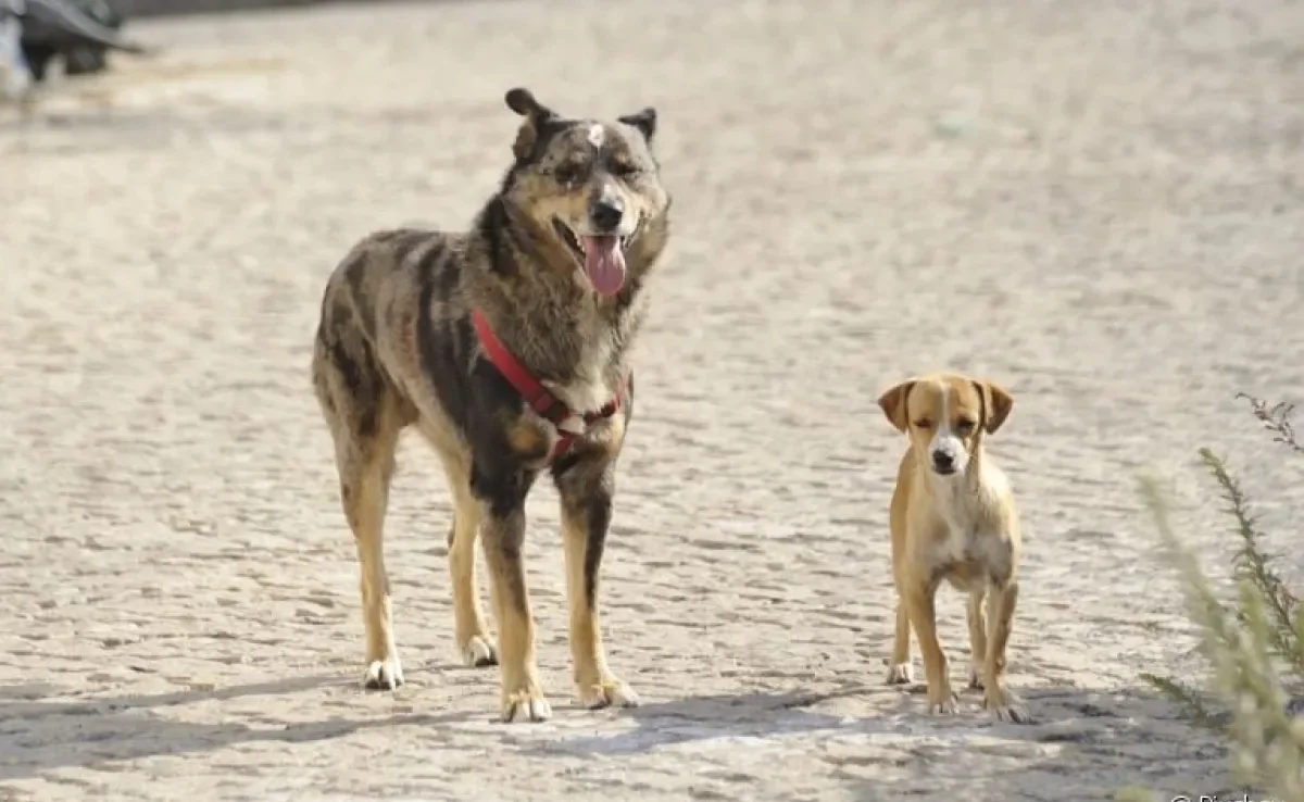 Raça de cachorro pequeno, médio ou grande? Saiba como diferenciar cada uma delas