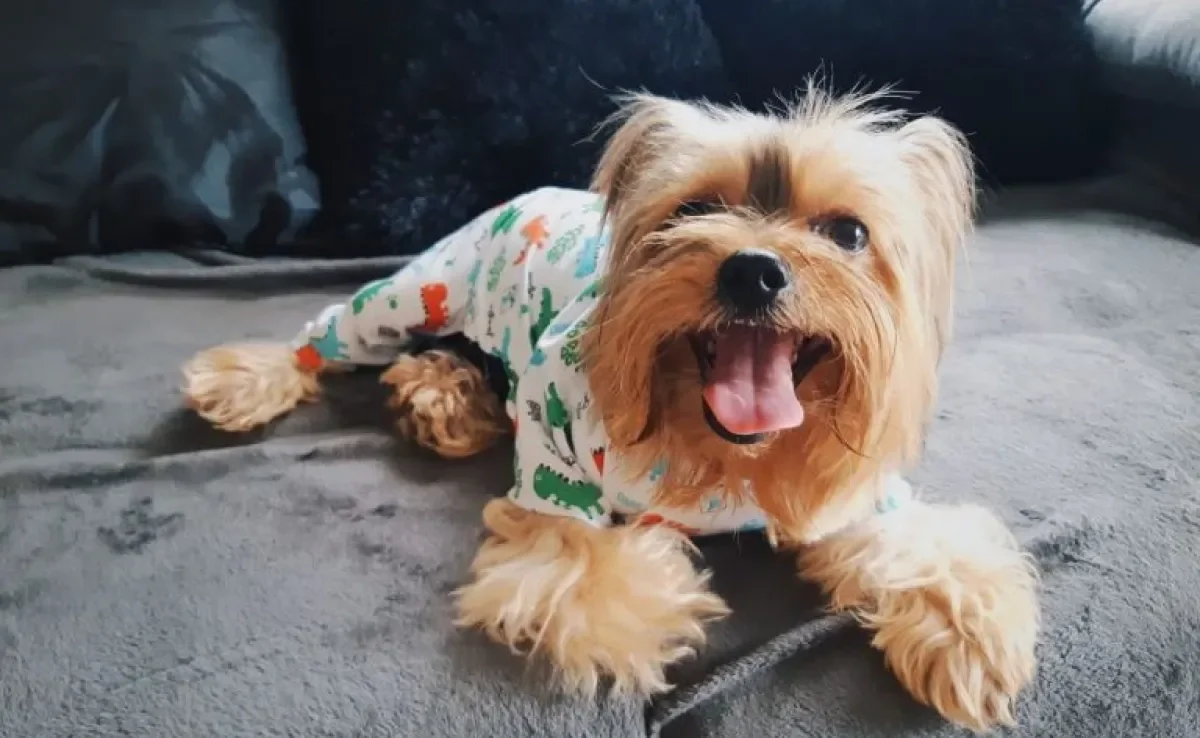 A roupa de frio para cachorro ajuda a aquecer o seu amigo. Descubra como usar! (Foto: Beatriz Reis)