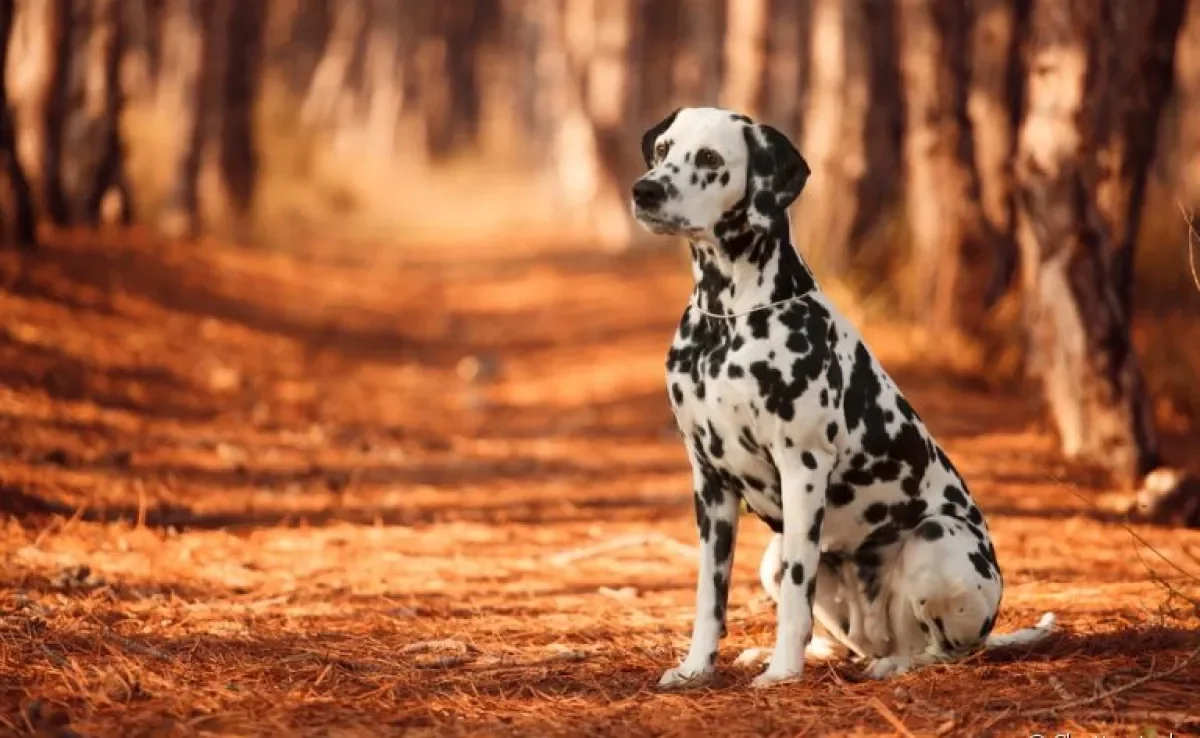 O Dálmata é um cachorro grande que tem tudo para ser o seu melhor amigo!
