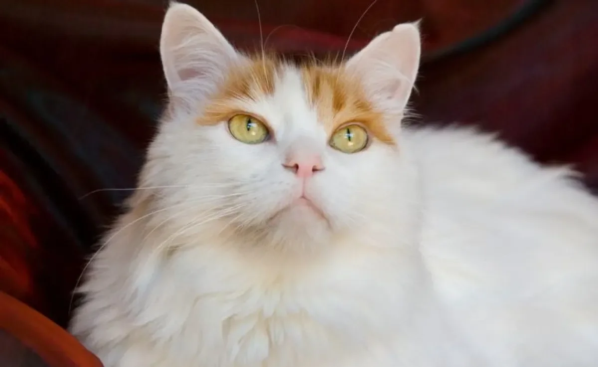 Turkish Van ou Van Turco: conheça mais sobre os felinos desta raça e apaixone-se!