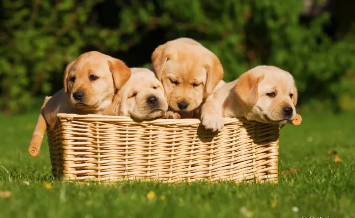 Como resistir a um filhote de Labrador? Fofos e cheios de energia, esses cãezinhos são perfeitos para sua família!