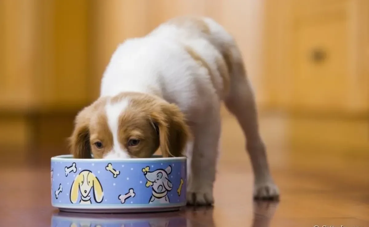 O cachorro filhote passa por várias transições alimentares até atingir a fase adulta. Saiba mais sobre cada uma delas!