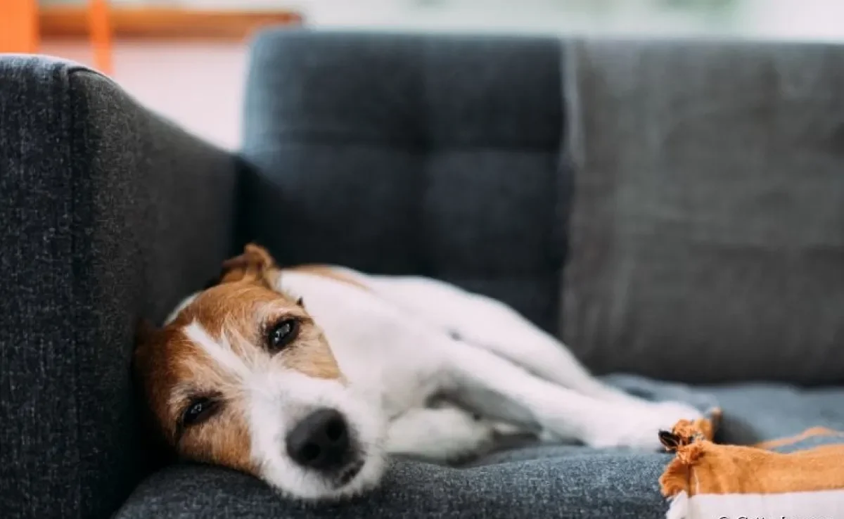 Verminose em cães: o Ancylostoma caninum é uma das principais causas do problema