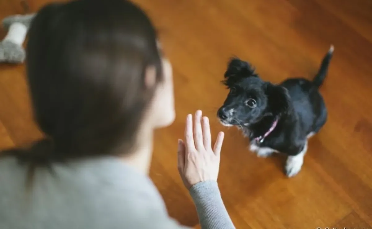 Não sabe como ensinar truques para o cachorro? Confira abaixo algumas dicas para adestrar o seu amigo!