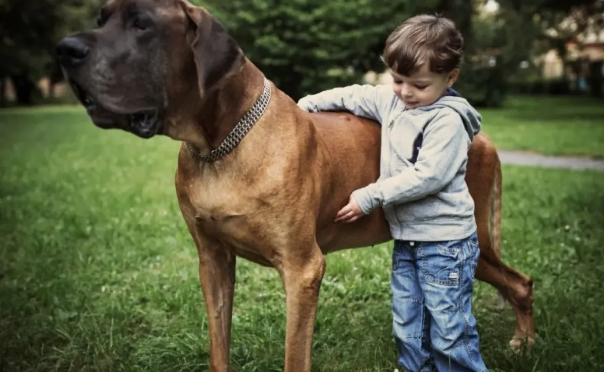 Cachorro gigante: saiba quais são as maiores raças conhecidas