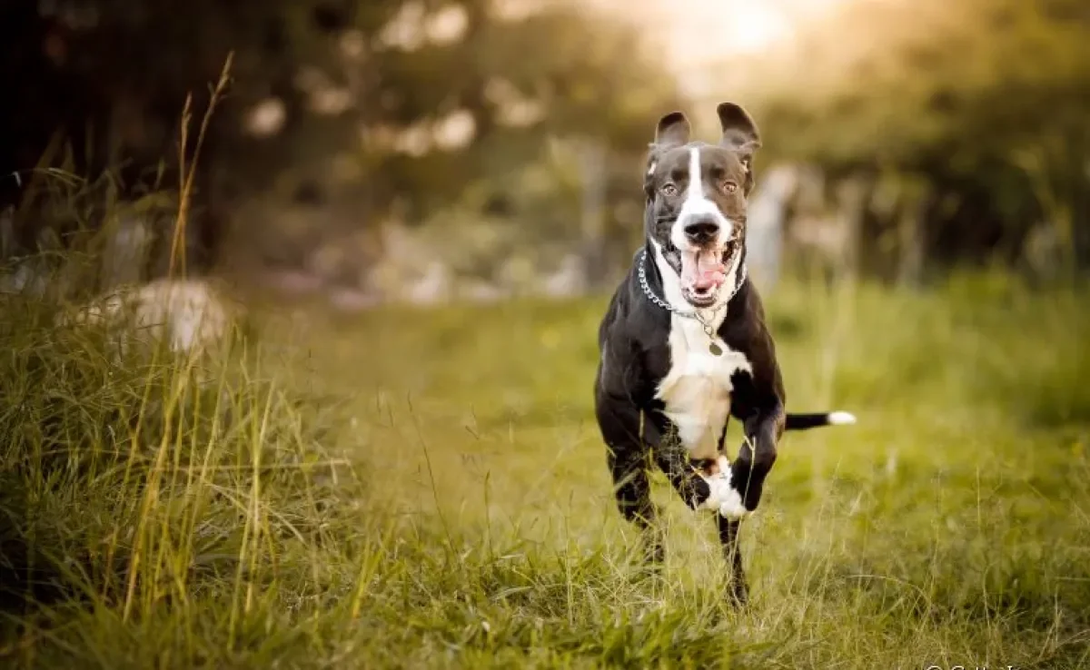 Cachorro de porte grande tem mais energia do que o cão pequeno? Especialista esclarece essa e outras dúvidas