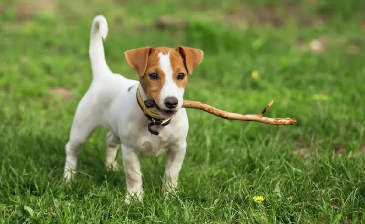  Conhece um cachorro inquieto? Algumas raças levam essa fama! 