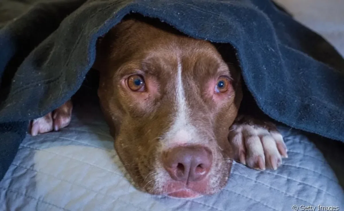O cobertor para o cachorro é uma ótima alternativa para aquecer o seu amigo nos dias frios