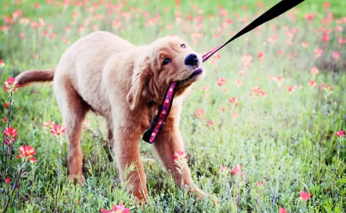 Normalmente indicada para cães que puxam muito no passeio, a coleira enforcador divide opiniões