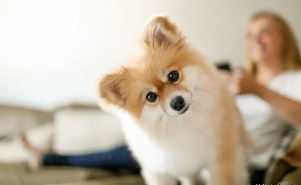 O Lulu da Pomerânia (Spitz Alemão/ Zwergspitz) é uma raça muito querida no Brasil, descubra o motivo!