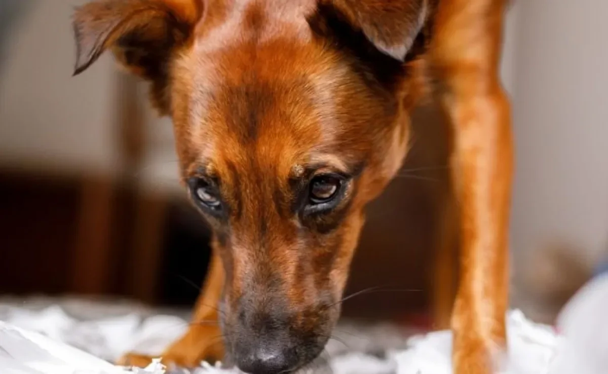O adestramento de cães é uma ótima forma de ensinar o seu amigo a parar de comer o que encontra pelo chão!