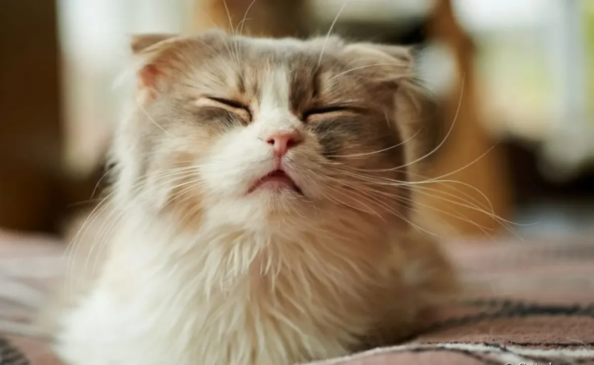 O gato com rinotraqueíte pode ficar mais apático, ter tosse, febre e espirrar bastante. Saiba mais sobre a doença!