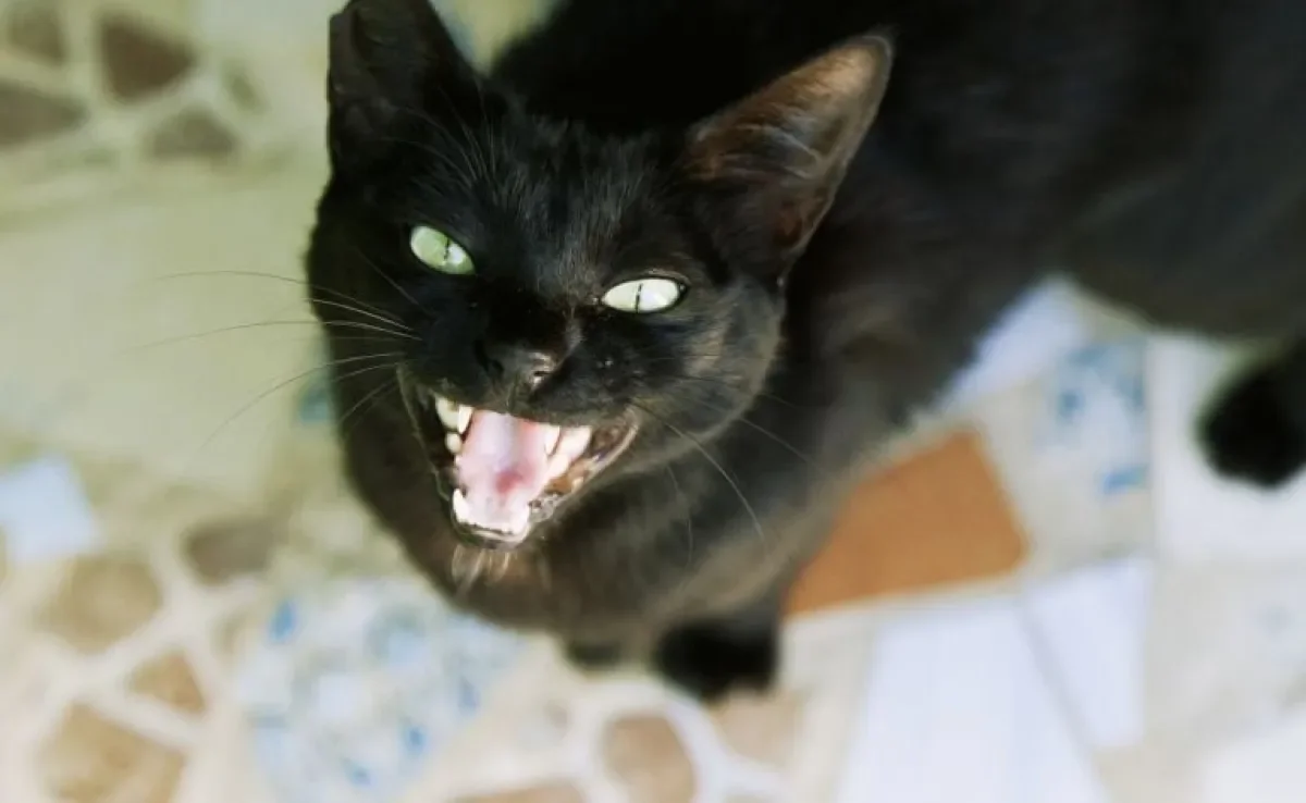 Seu gato fica miando e pedindo comida mesmo quando o potinho dele está cheio? Veja os motivos para esse comportamento!