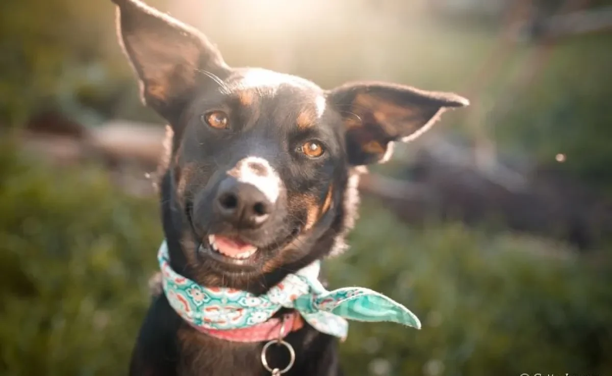 Dentes de cachorro: veja que fatores podem influenciar no sorriso do seu amigo