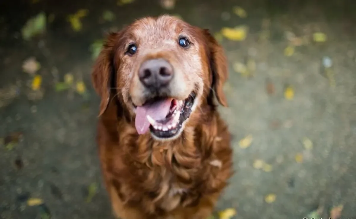 Fungos em cachorro: descubra o que fazer para prevenir o problema e garantir o bem-estar do seu amigo 
