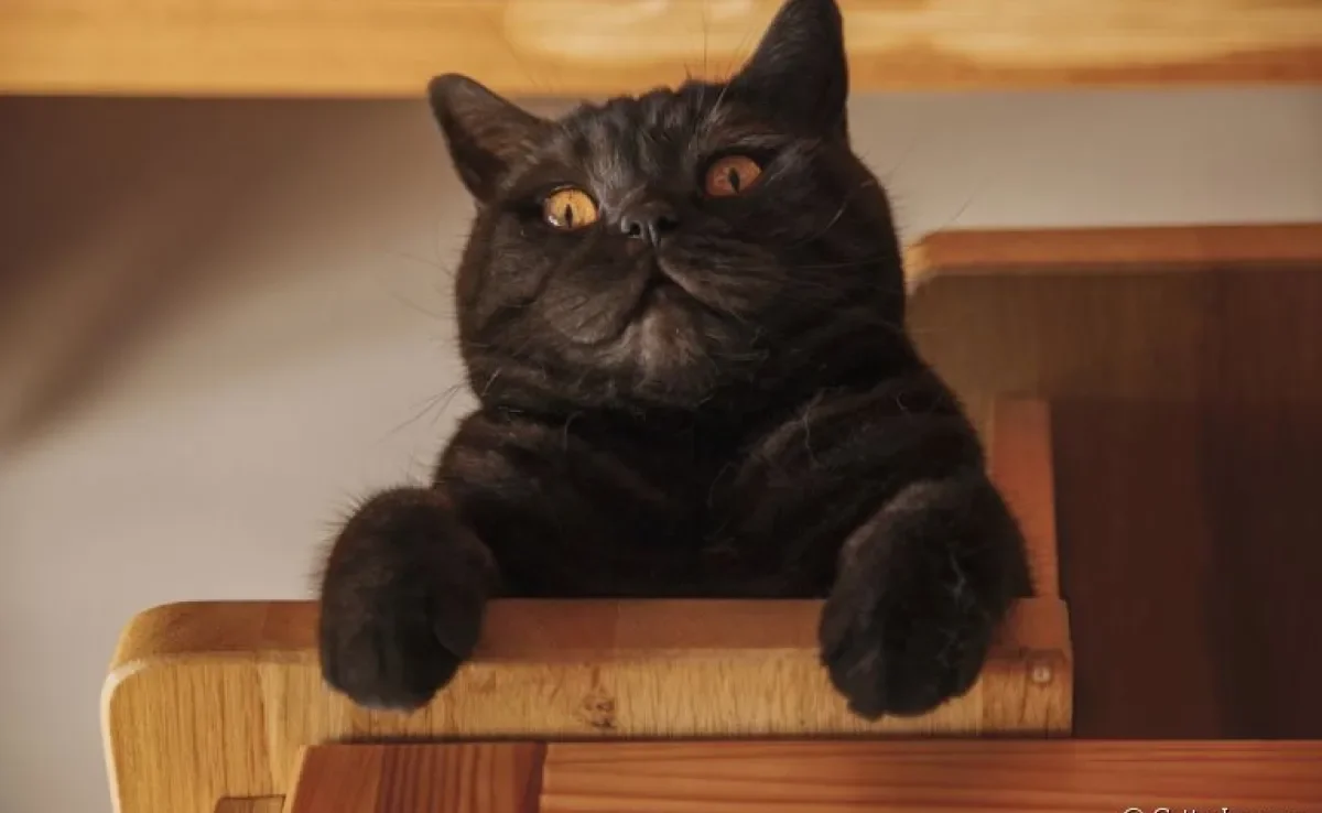 A raiva felina é uma doença muito perigosa e requer atenção do tutor