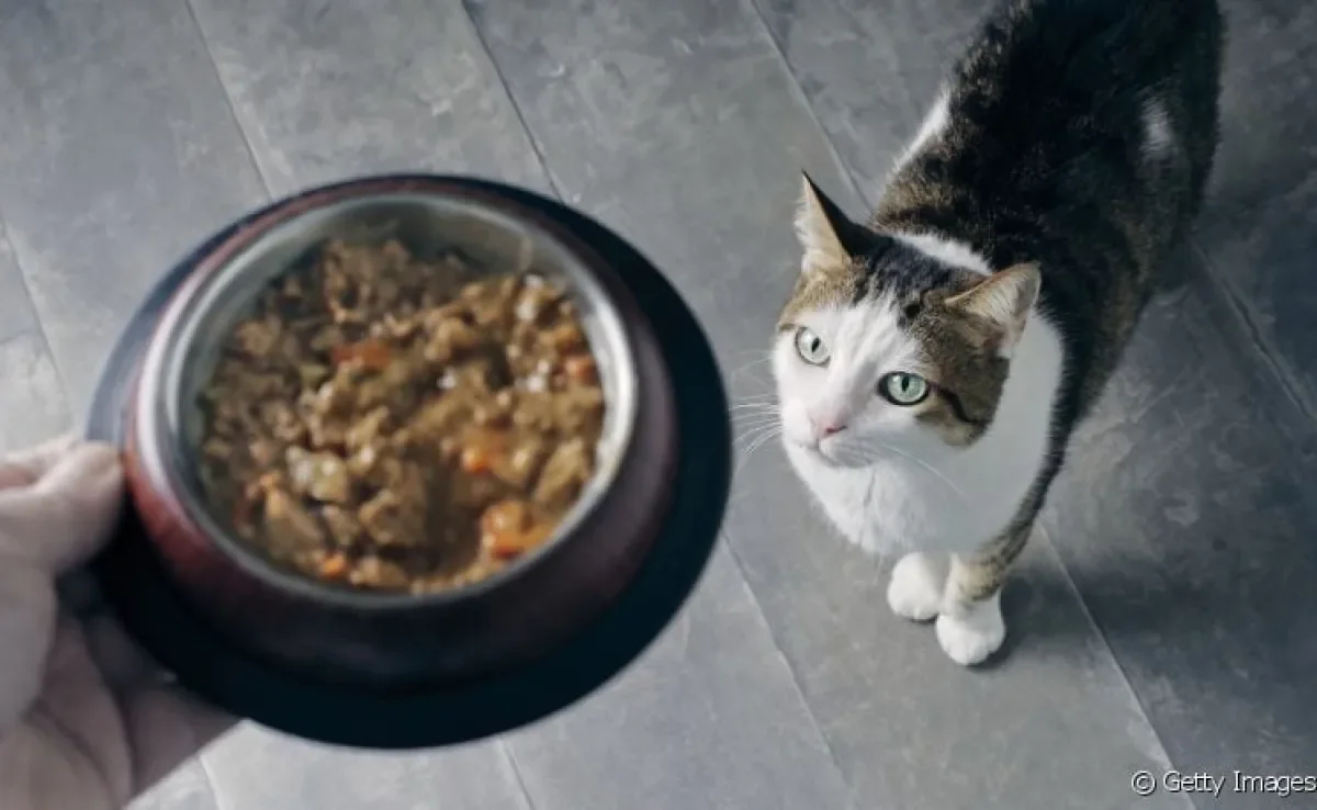  Sachê para gatos: uma opção de alimento com vários benefícios para o seu amigo de quatro patas 