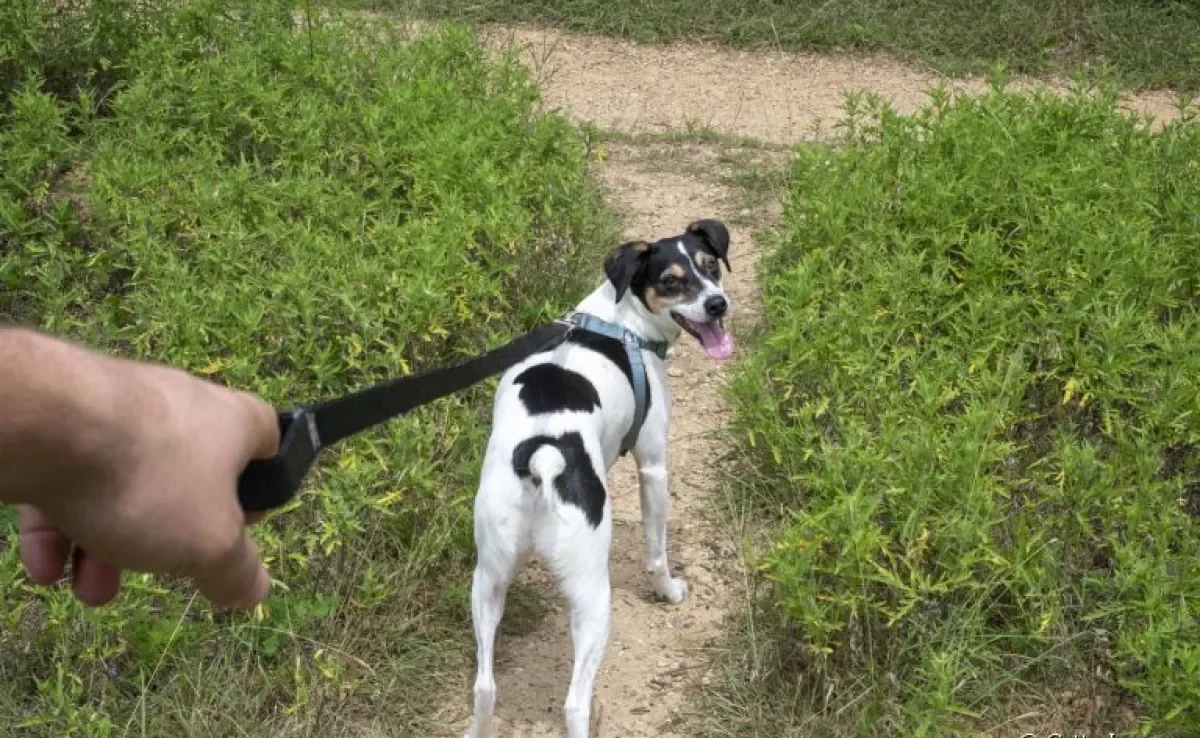 Alguns acessórios para cachorro são indispensáveis para um passeio de qualidade!