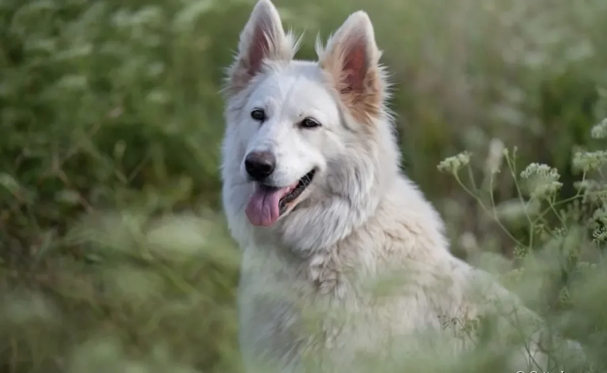 Pastor Branco Suíço: se apaixone também por essa raça de cachorro!