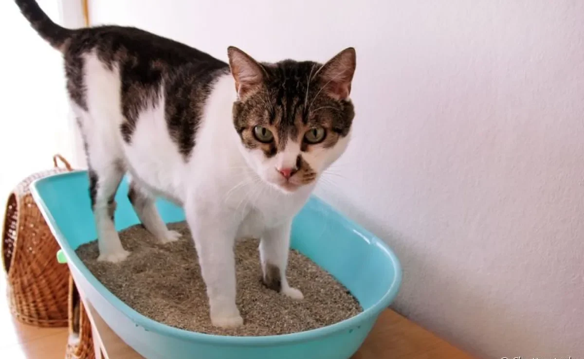 A areia de gato pode ser feita com diferentes materiais