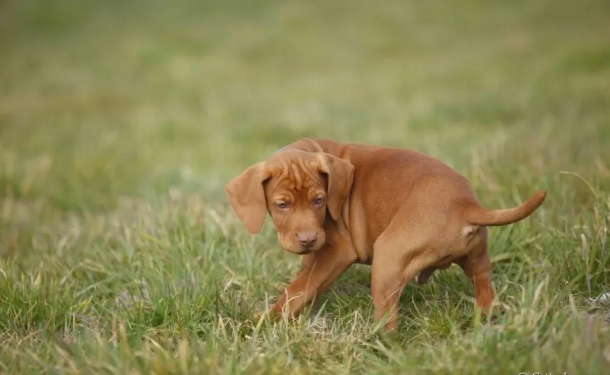 Cachorro andando em círculos: comportamento pode ser um alerta para a saúde do seu amigo