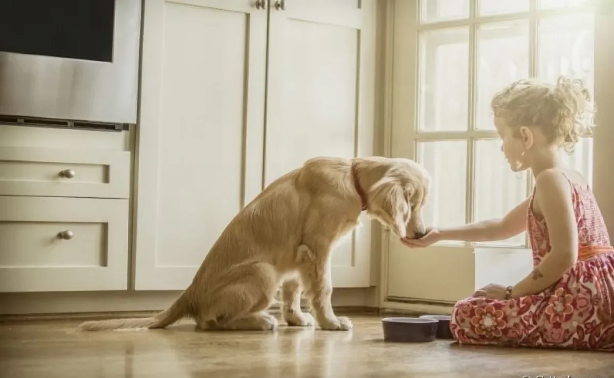 Descubra quantas vezes o cachorro deve comer por dia!