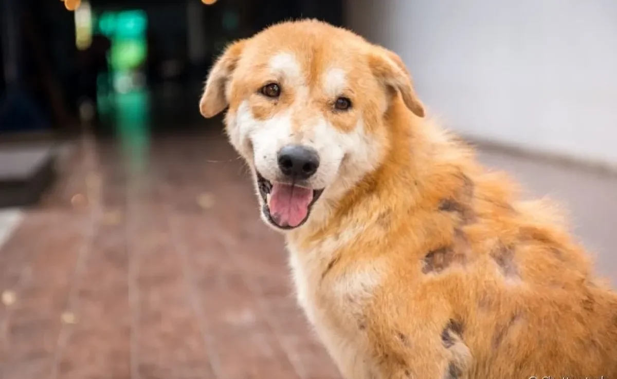 Saiba mais sobre os principais tipos de sarna canina e como tratá-los