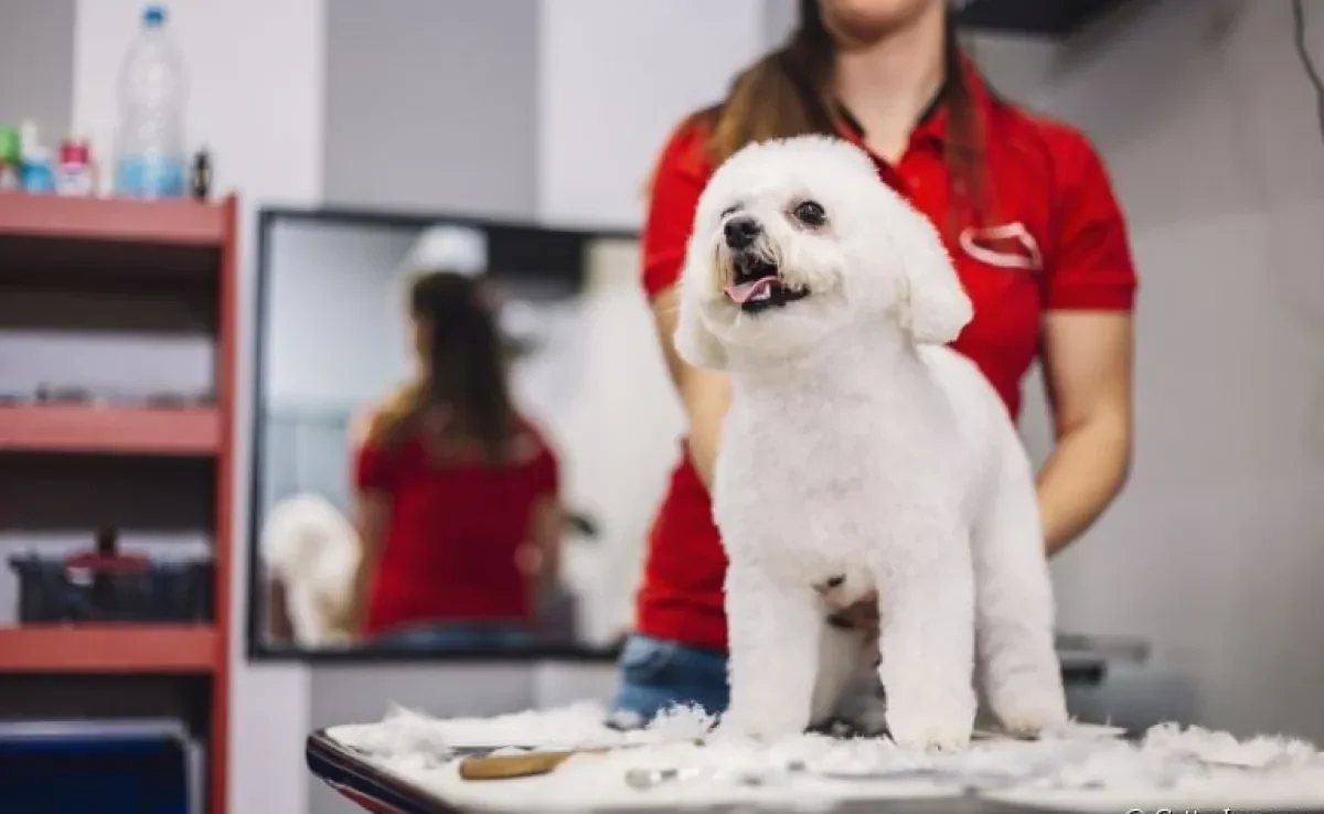 Tosa de Poodle: veja os diferentes tipos de cortes para deixar seu cãozinho bem lindão!