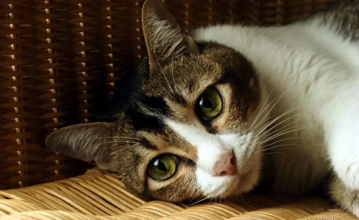 O câncer de gato é uma doença bastante perigosa e que precisa de atenção