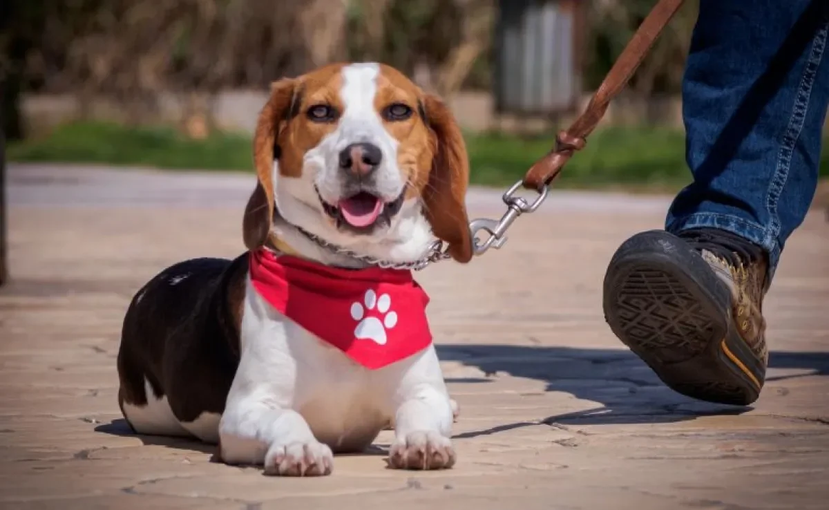 Bandana para cachorro: confira algumas ideias para se inspirar
