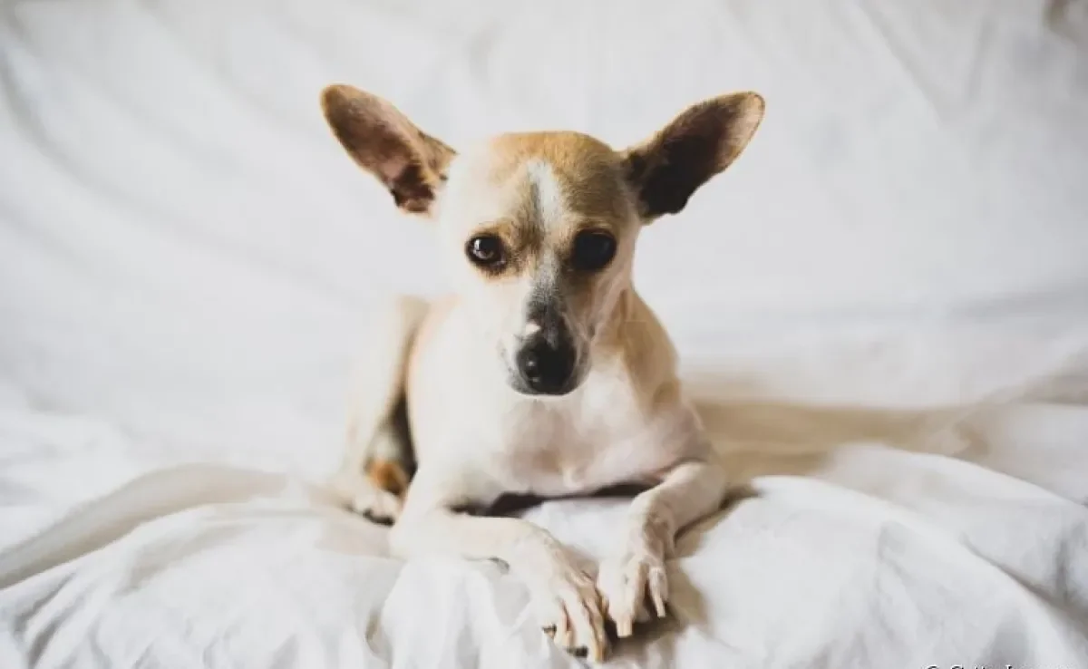  Verme em cachorro: v eja alguns sintomas que indicam o problema de saúde 