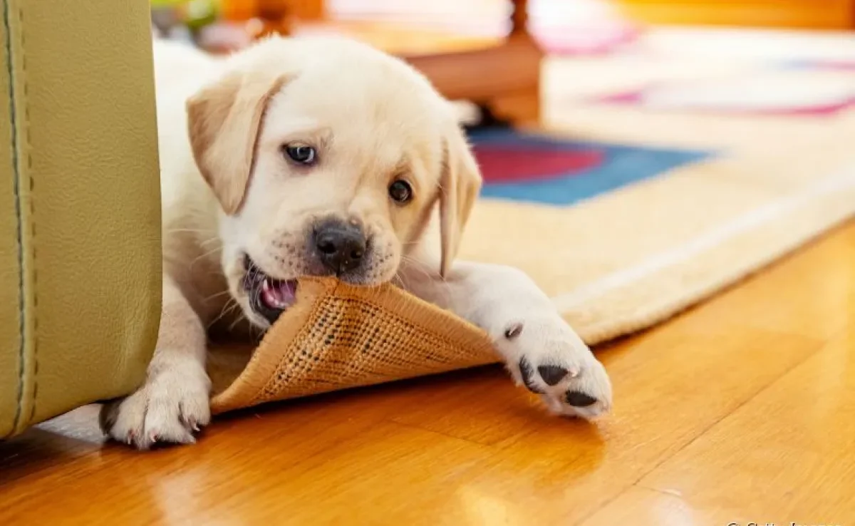 Saber como ensinar cachorro a não morder ou fazer xixi no lugar certo é importante nos primeiros meses de vida do filhote