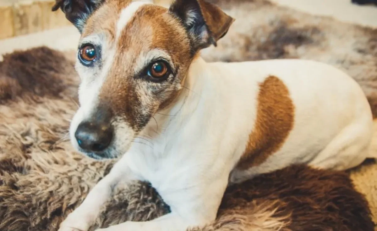 Se o seu cachorro é idoso e apresenta sinais de Alzheimer, é importante que ele receba alguns cuidados especiais