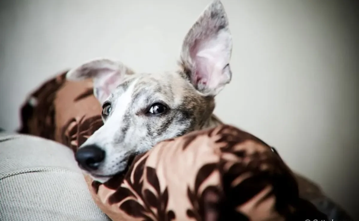 A audição do cachorro é bastante aguçada e cheia de curiosidades!