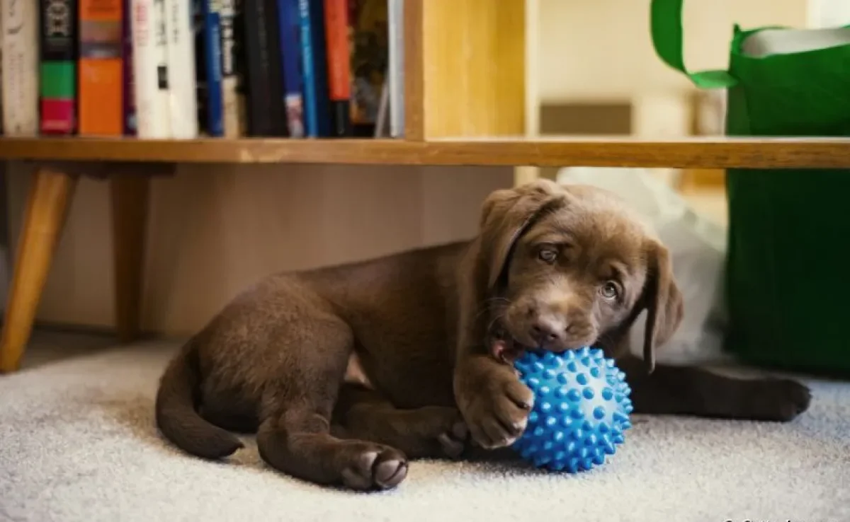 Brincadeiras para cachorros em apartamento: veja como gastar a energia do seu amigo dentro de casa