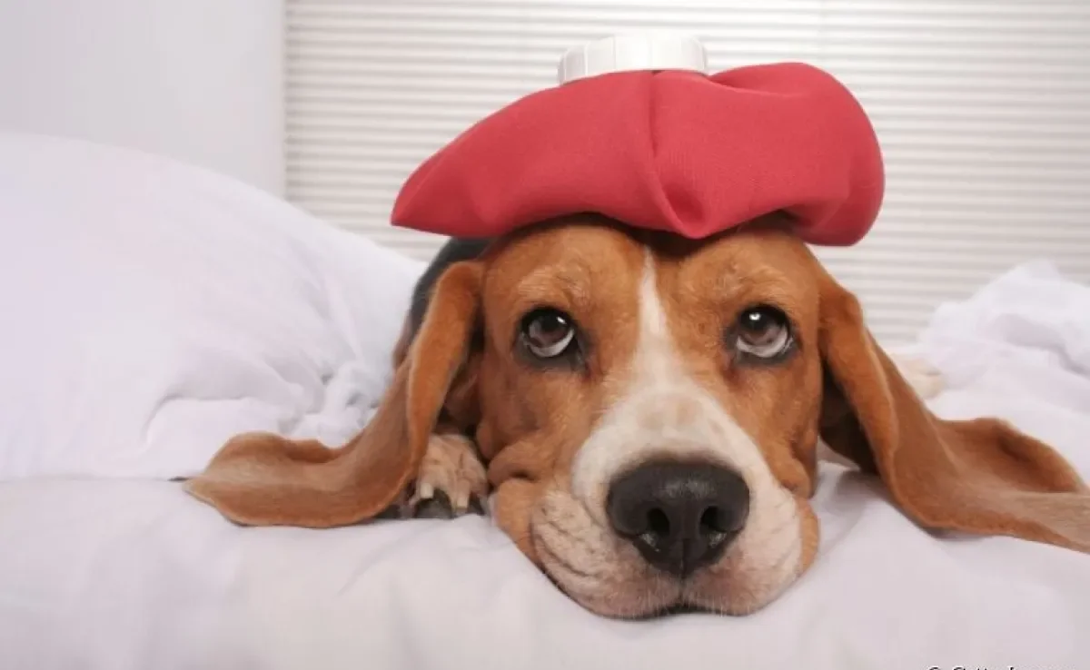  Cachorro com nariz escorrendo e espirrando pode ser gripe, mas a presença da secreção pode indicar outros problemas 