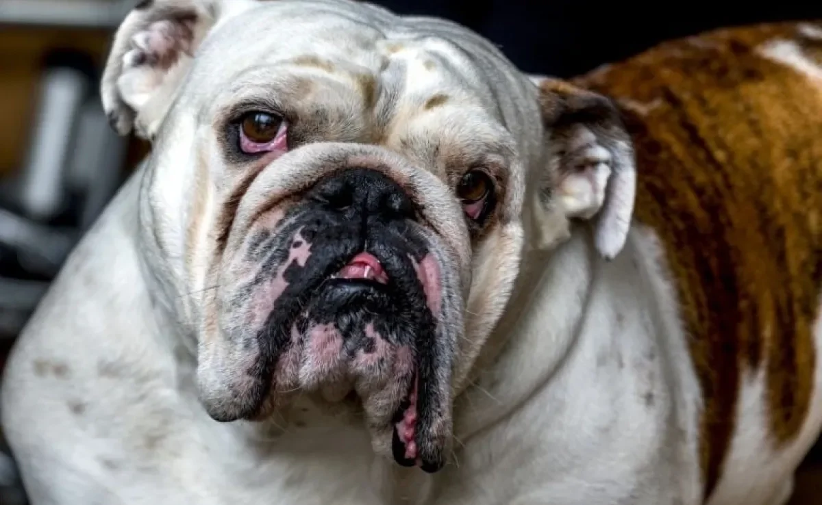 O cachorro com olho vermelho pode ser indicativo de uma série de doenças oculares. Saiba quais são as mais comuns! 
