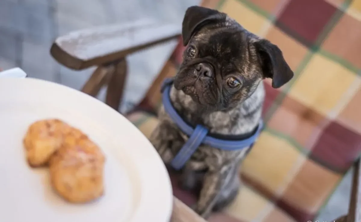A alimentação dos cães tem algumas curiosidades. Descubra algumas delas!