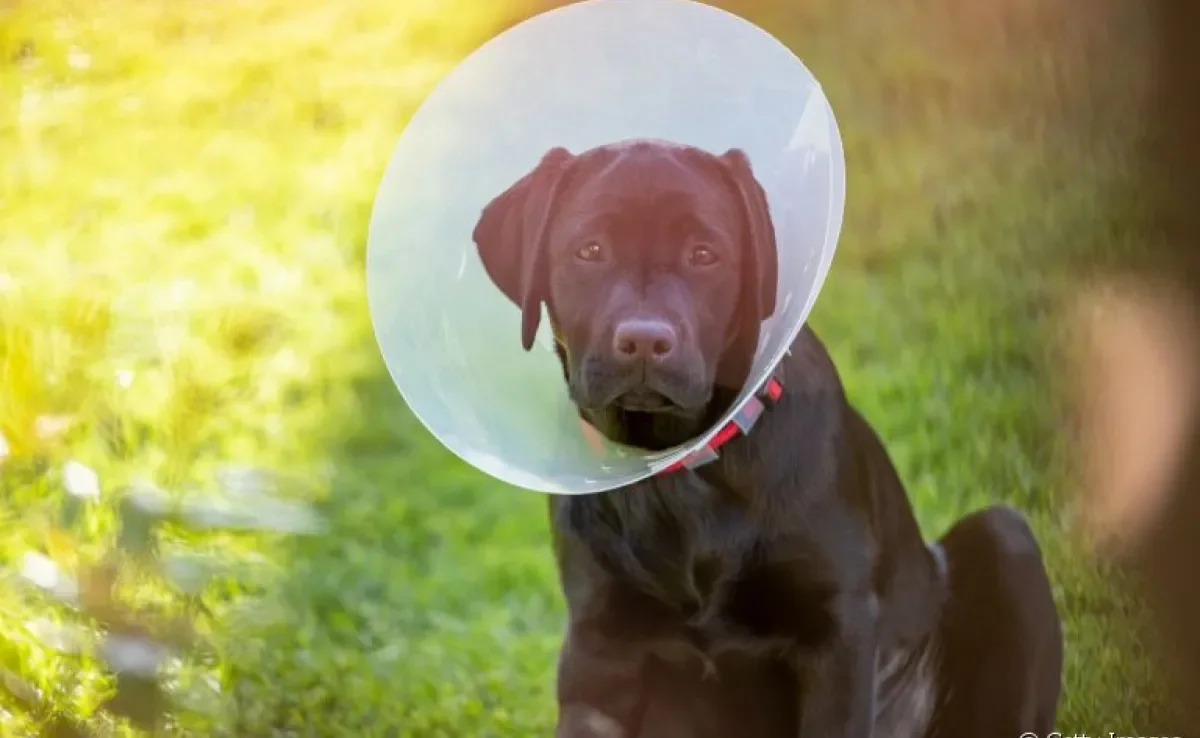 É verdade que cachorro castrado tem mais tendência a engordar depois da cirurgia? Veja o que descobrimos!
