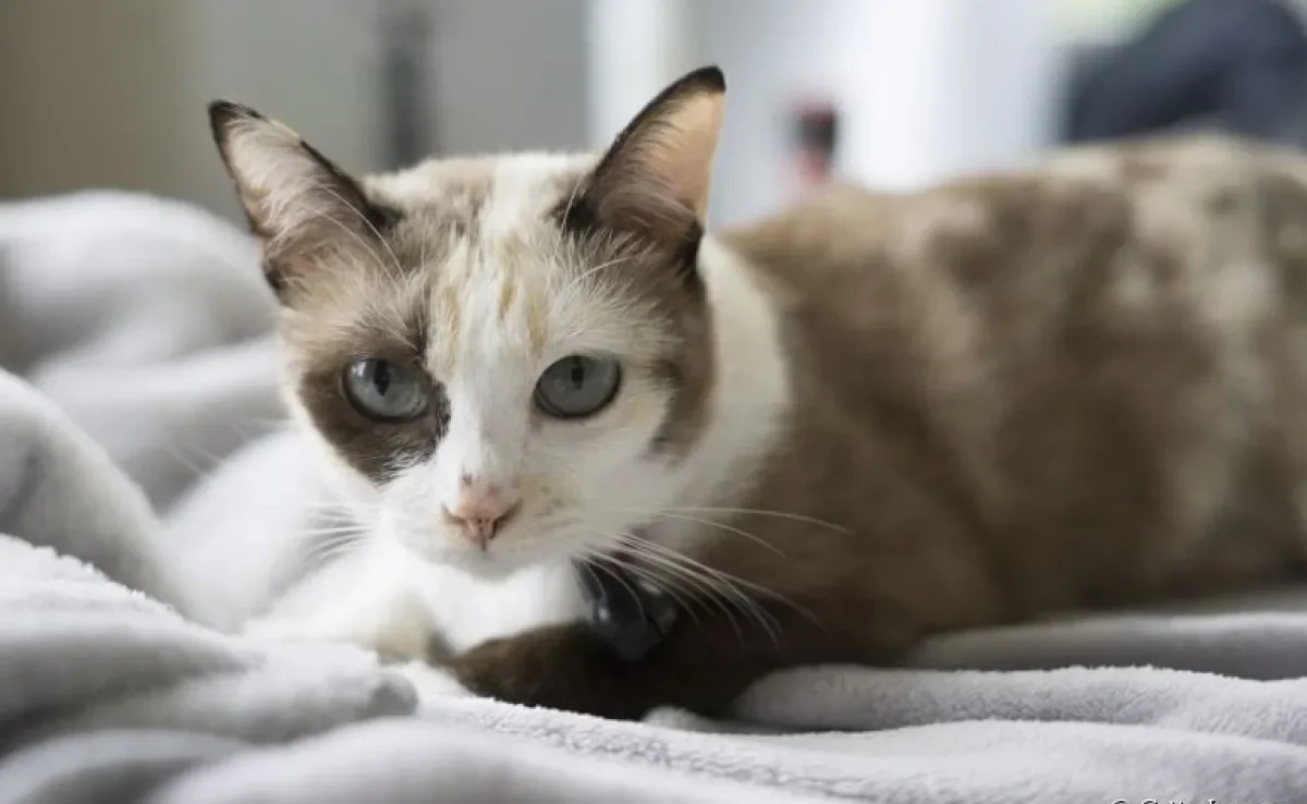  A colite em gatos é uma doença inflamatória intestinal com sintomas bem comuns 