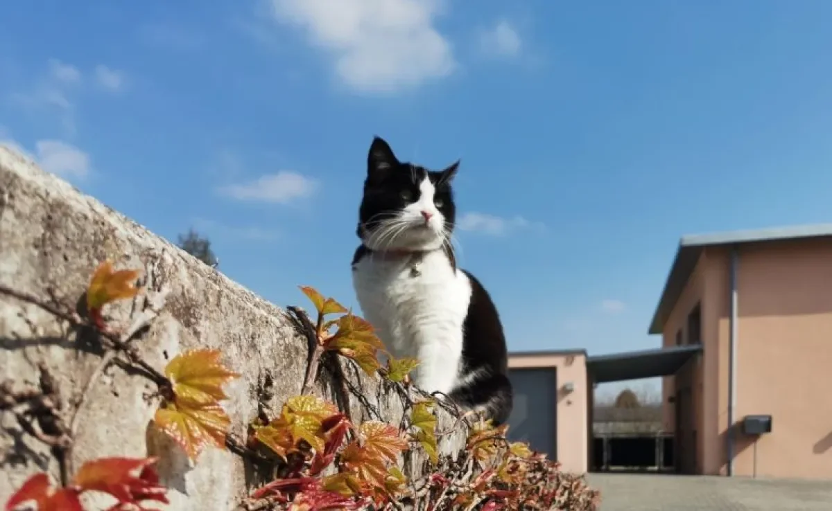 O bigode de gato é uma das partes do corpo responsável por garantir o equilíbrio felino