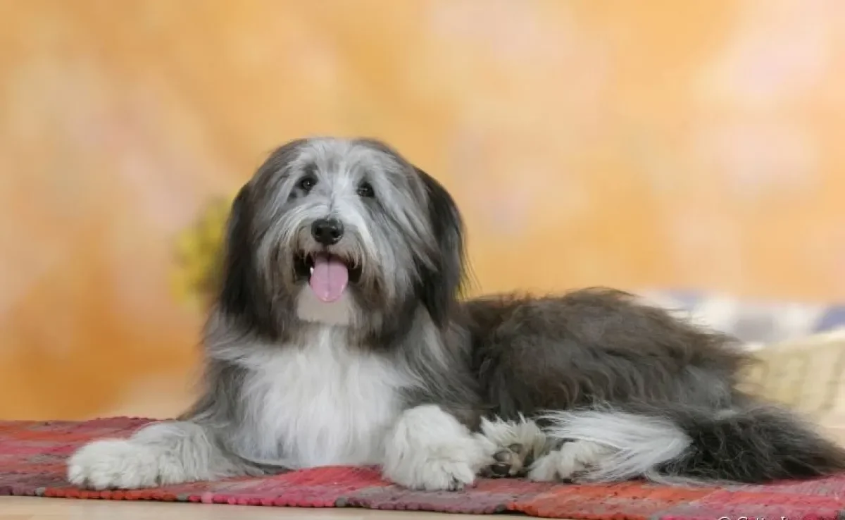  O Bearded Collie é um cachorro carinhoso e muito ativo! 
