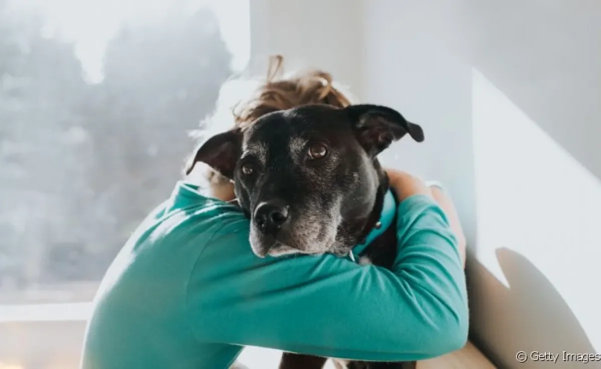 Dia do cachorro: veja alguns motivos para abrir o seu coração para um cãozinho
