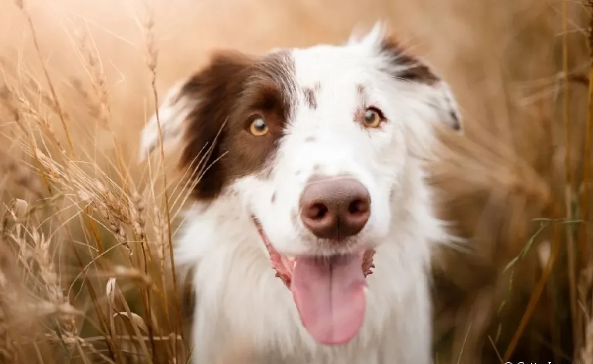 O que você sabe sobre o focinho de cachorro? Vem que a gente te conta tudo!